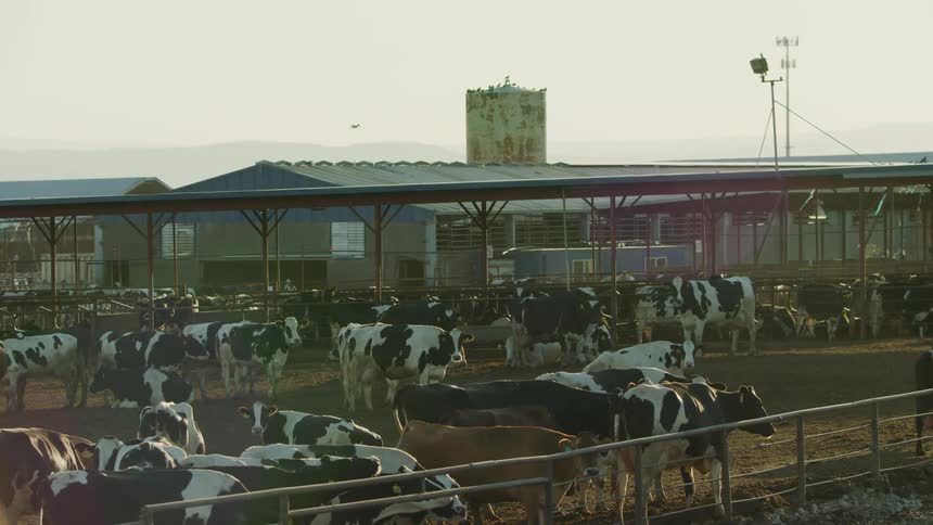 A herd of dairy cows at a feedlot in rural USA