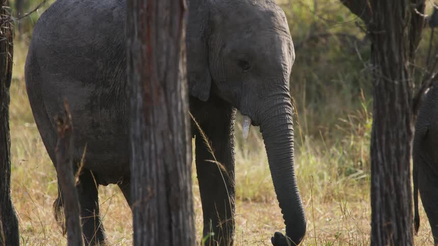 An elephant eats grass while hiding behind a tree