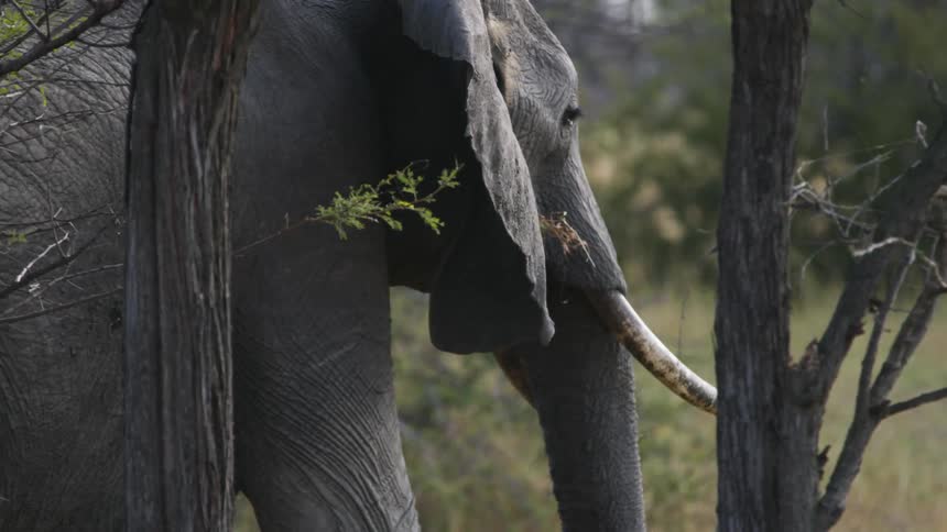 African elephant grazing while walking behind trees on the plains