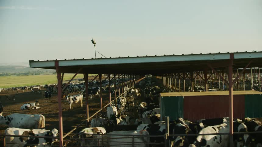Livestock feeding at a massive large scale feedlot