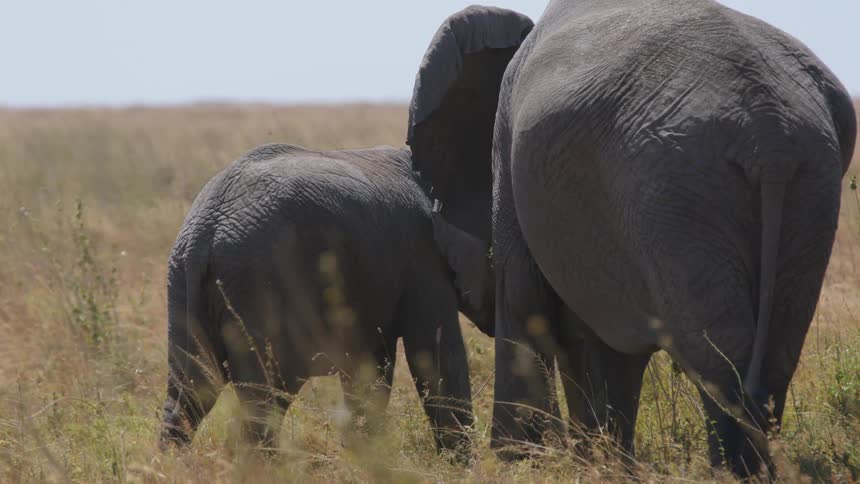An adult and baby elephant grazing in a grassy field
