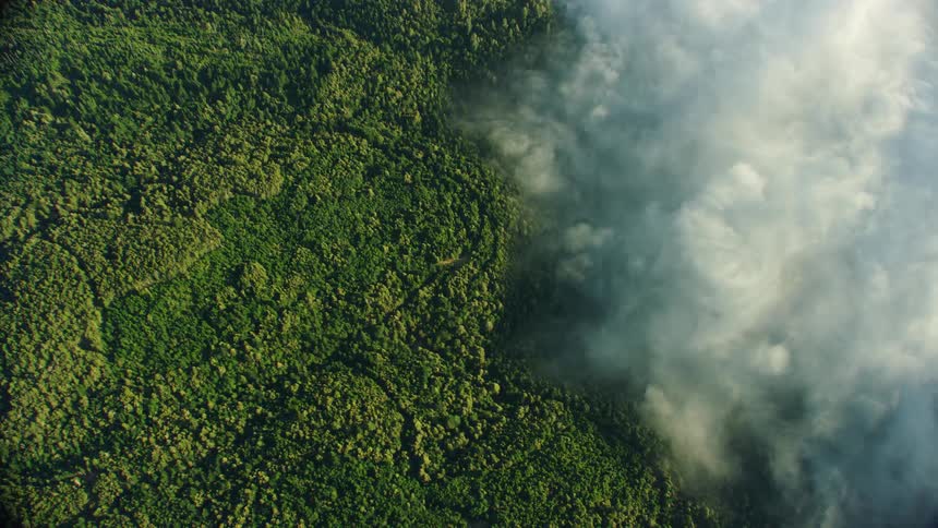 Aerial view of a dense forest covered in fog is deep in the jungle near the coast
