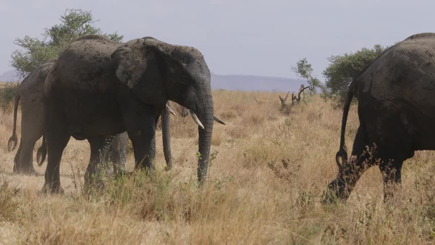 Elephants walk through tall grass in a field