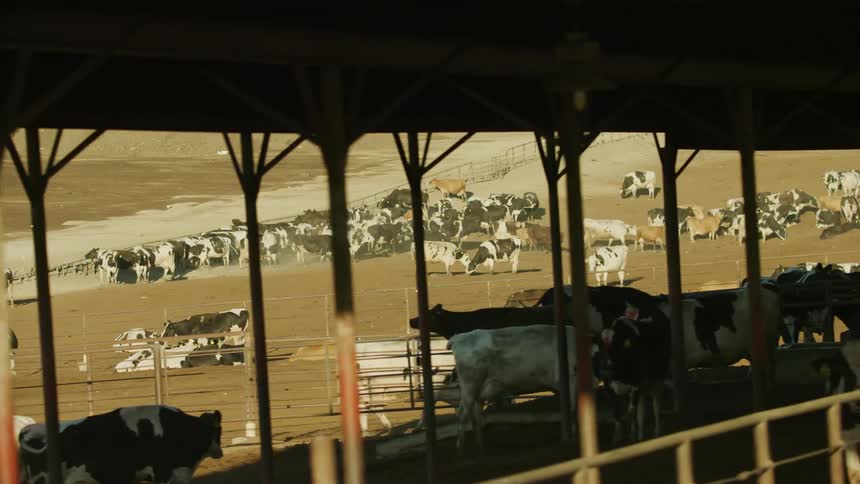 Cattle shelter under shed structures while others eat at a dirt feedlot in the western USA