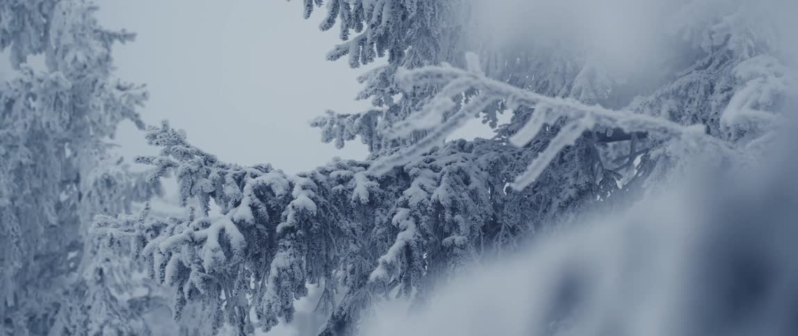 Winter ice frosts branches of conifer trees