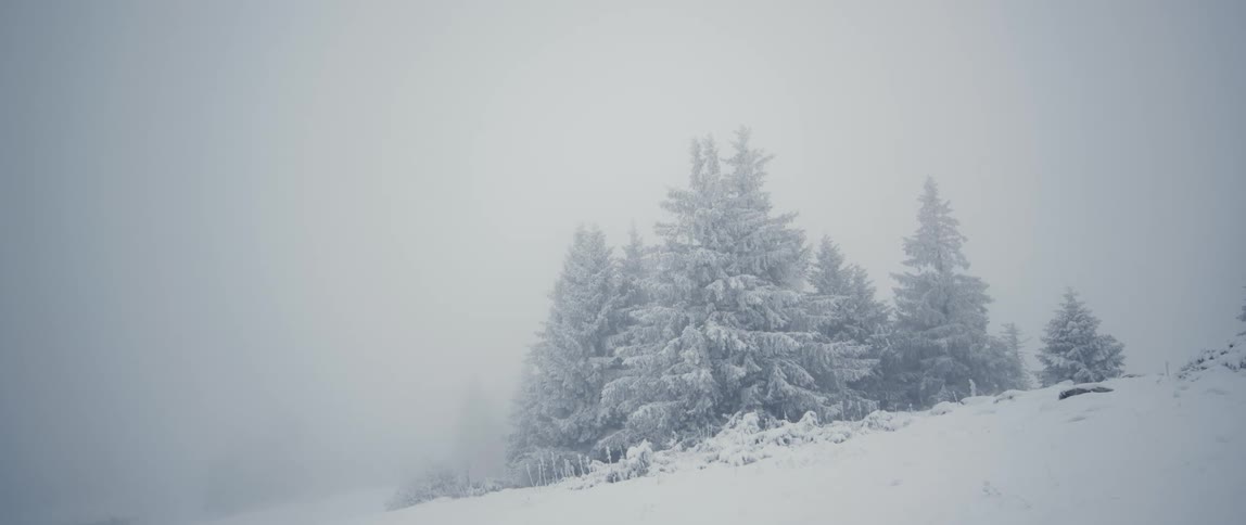 Heavy snow is falling by the forest