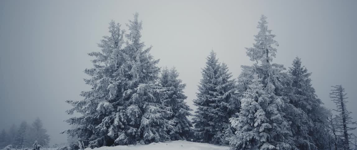 Snow covered pine trees in a forest