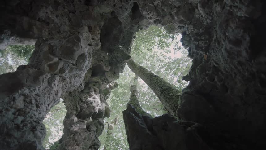 Trees rise above a cave in the daylight