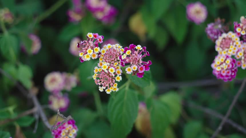 Purple and yellow flowers are blooming in clumps