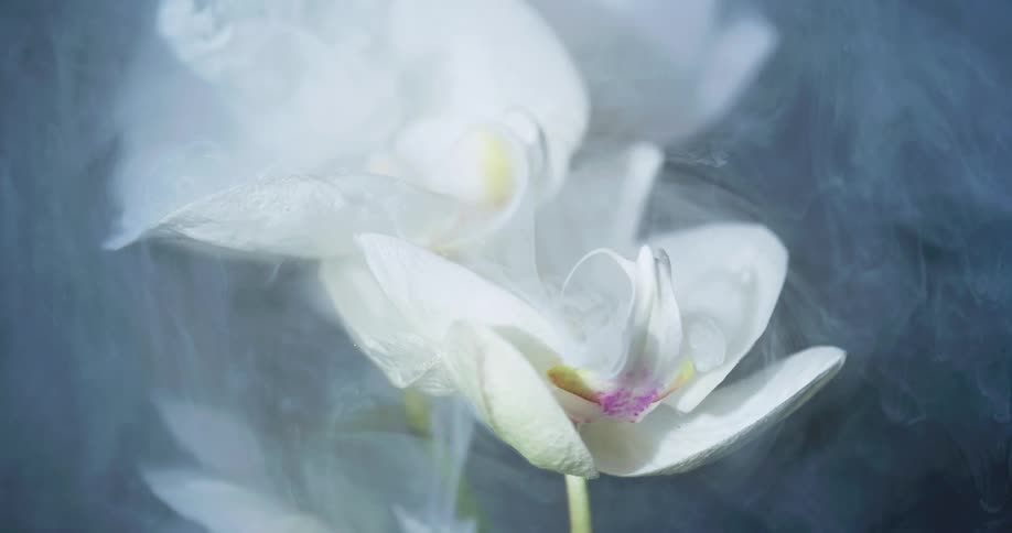 Pale gas flows down onto lavender and yellow dabbed white petaled blossom spreading against a darker background