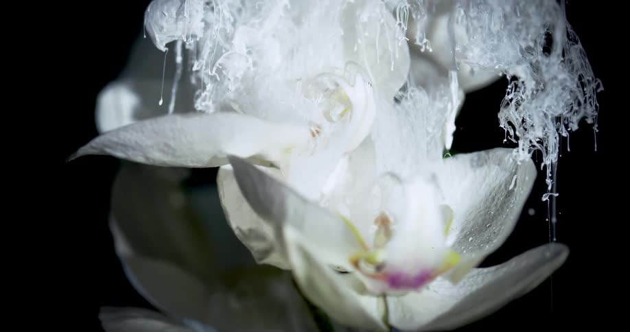 White liquid flowing over flowers submerged in water