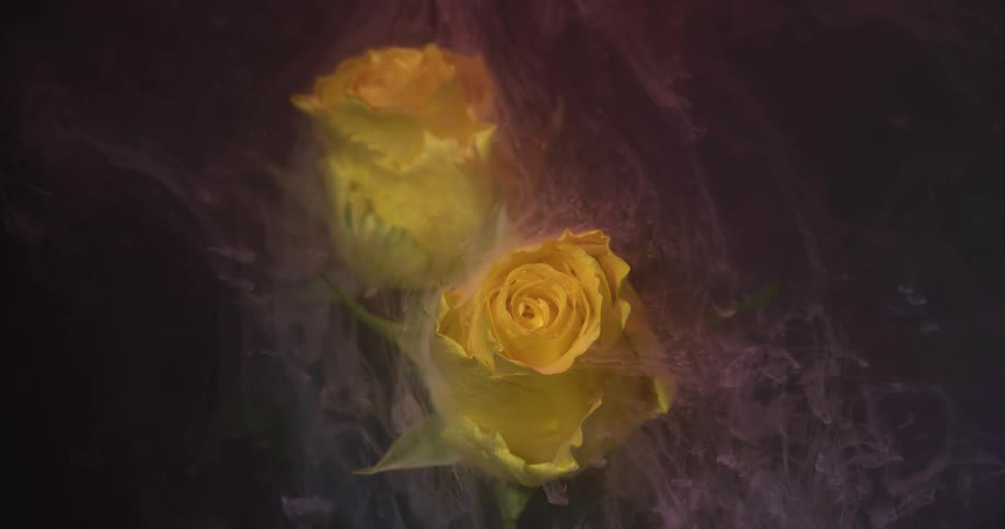 Soft pink liquid ink flowing down the petals of a yellow submerged rose