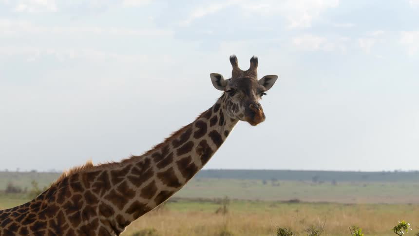 A giraffe chews as it looks around