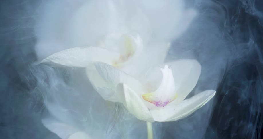 Soft white liquid ink flowing down the petals of a white submerged flower