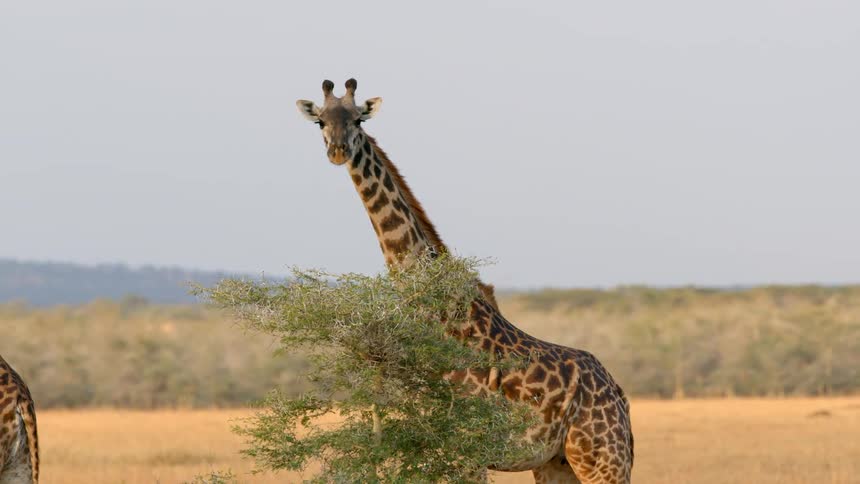 Two giraffes in the middle of a savannah on a sunny day