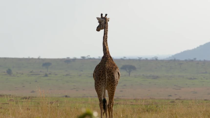A giraffe walks across a grassland in the summer