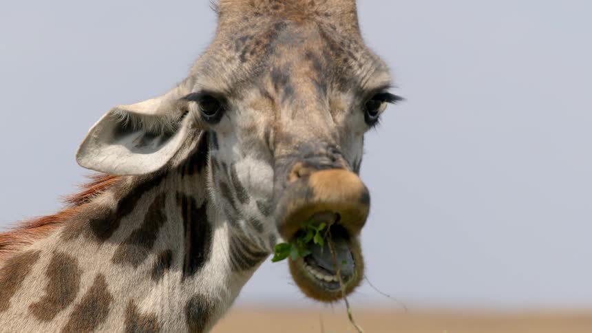 Giraffe eating and chewing some plants in the savannah