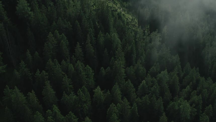 Low lying clouds float over dense conifer forest on slope