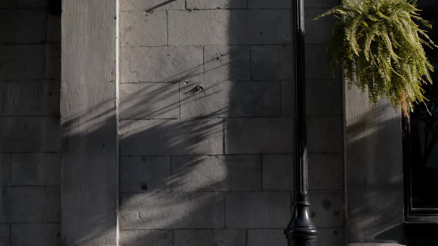 A plant hangs outside of a brick building