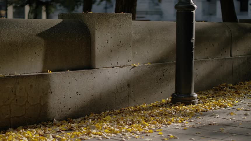Fallen leaves cover a neighborhood sidewalk