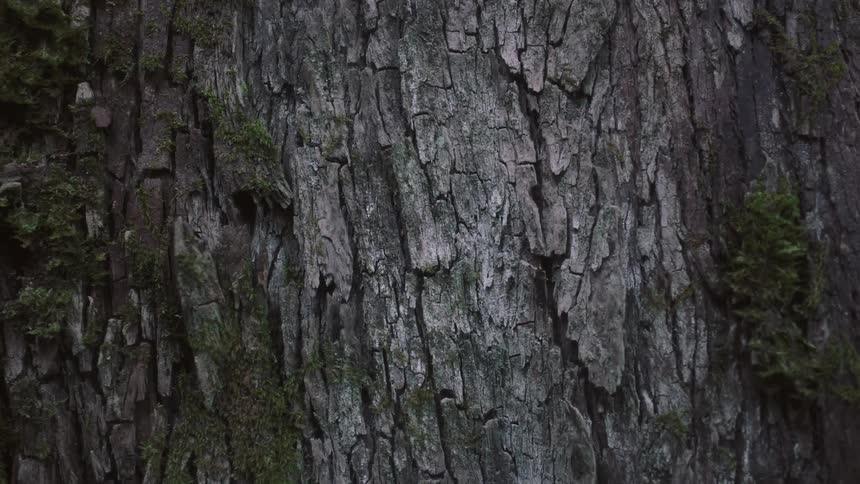 A large tree with moss growing on it