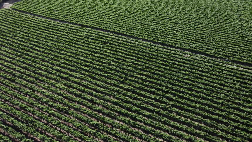 An aerial view of crops growing in a field