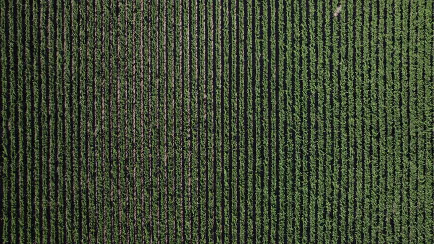 An aerial view of crops growing