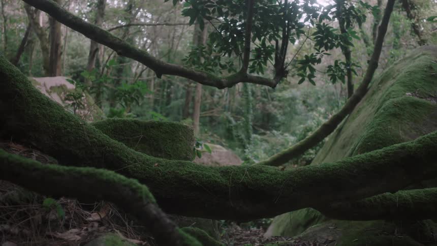 Moss covering tree limbs in a forest