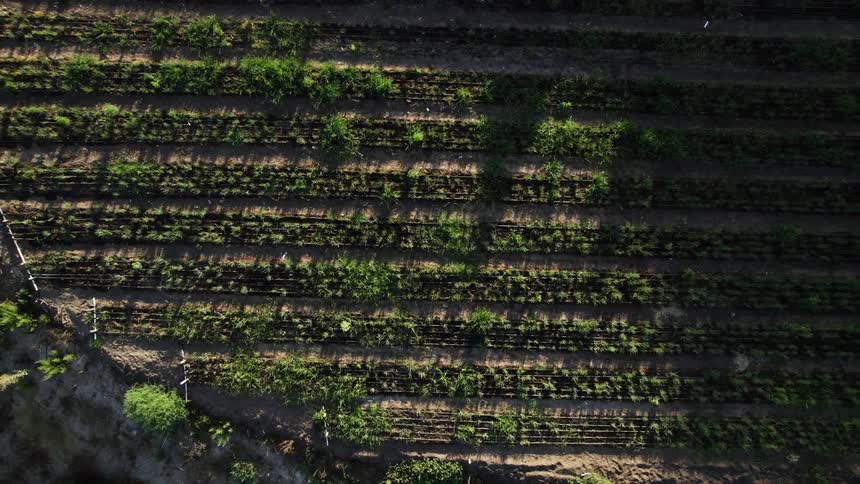 Crops form long parallel rows on large field