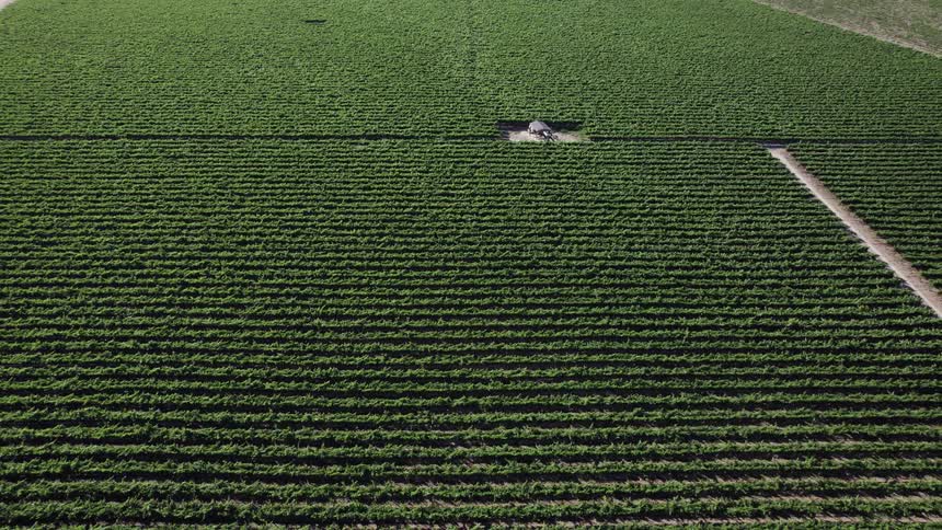 An aerial view of crops growing in a field