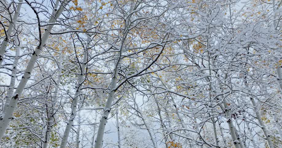 Sun shines through ice crusted leafless trees