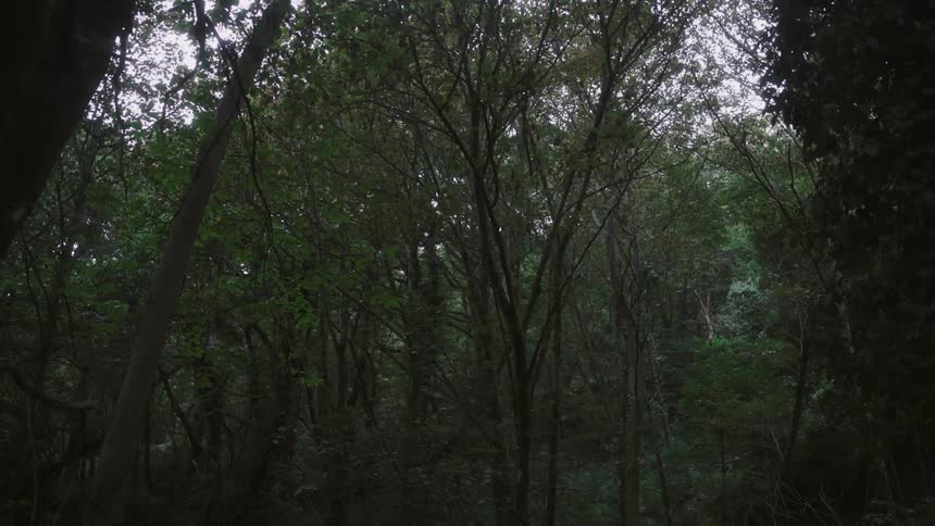 Many thin trees in a crowded forest