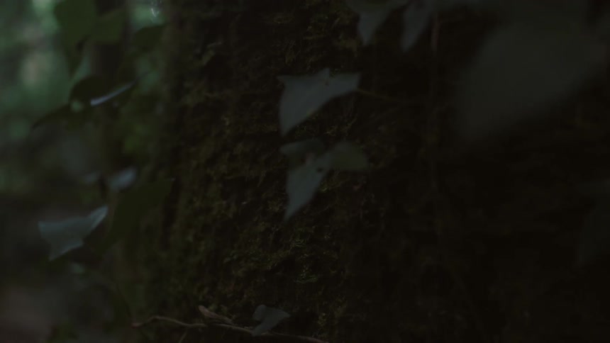 Leaves on a vine shake in the breeze