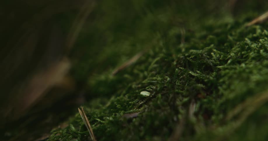 Close up of the ground and grass