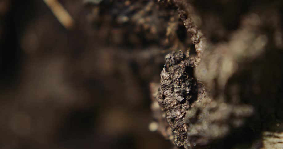 Light shines on the bark of a tree trunk in the woods
