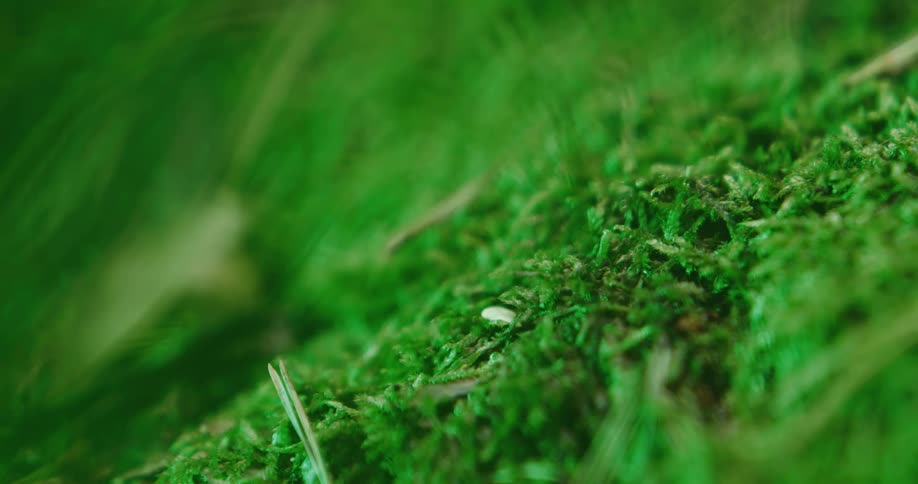 Moss grows on the ground in the woods