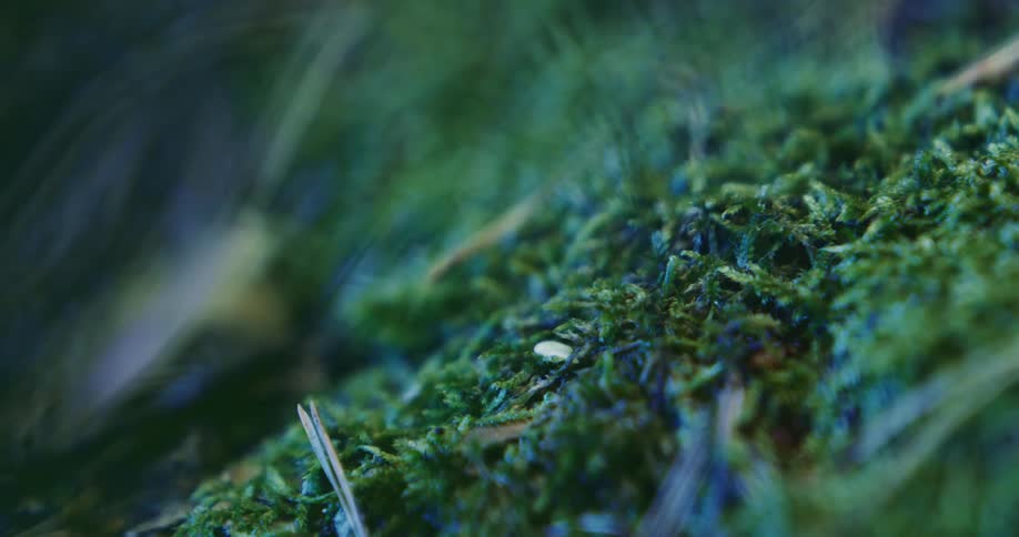 The green grass is blurry