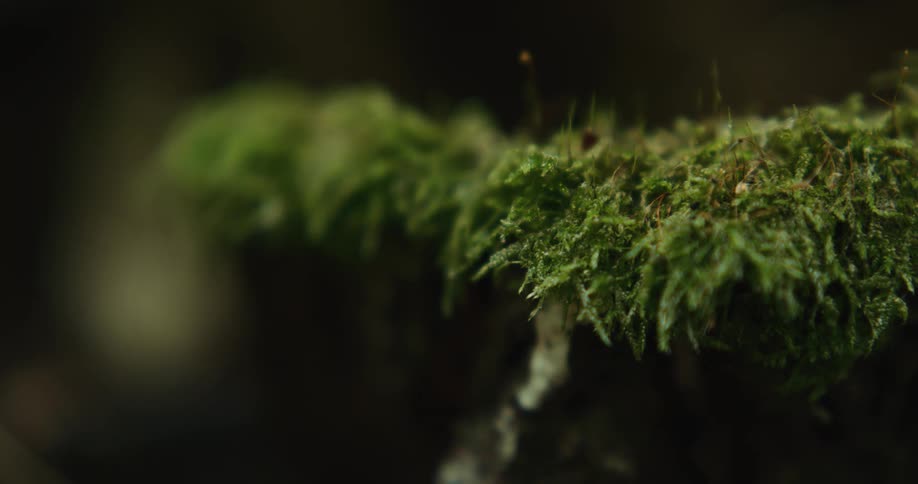 Shadow and sunlight play across moss on tree bark