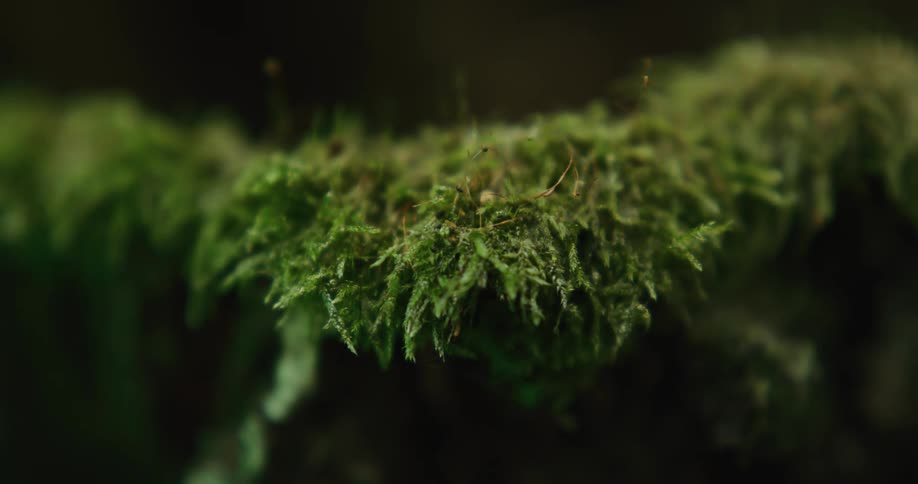 The sun shines on moss growing on a tree in the forest