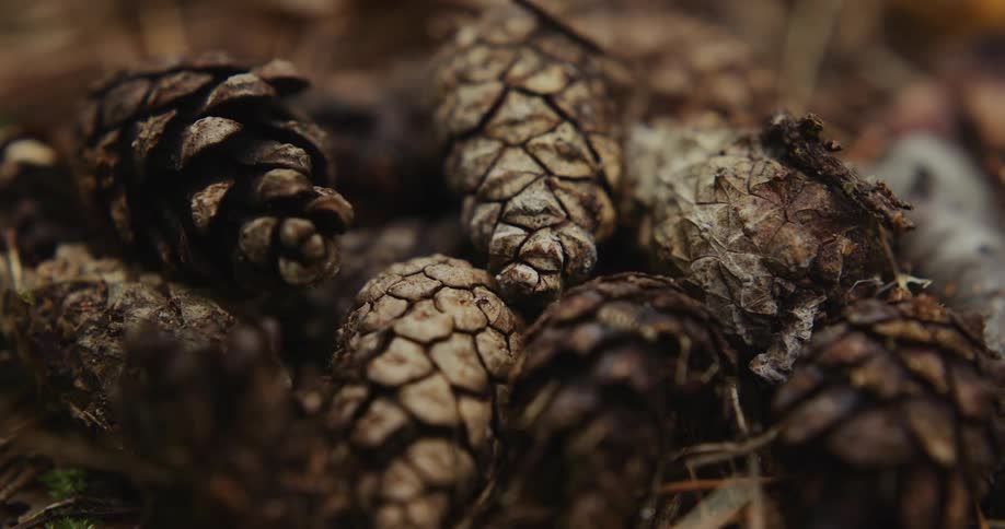A small group of acorns are placed on the ground and sit undisturbed for a lengthy amount of time