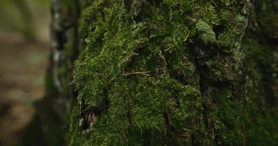 Close up of moss on a rock