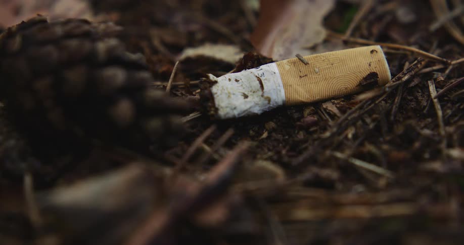 A discarded cigarette butt sits on the ground next to a pinecone