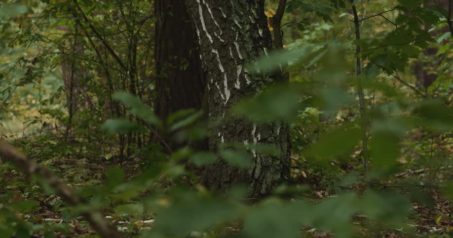 There are white marks on the trunk of a tree in the woods