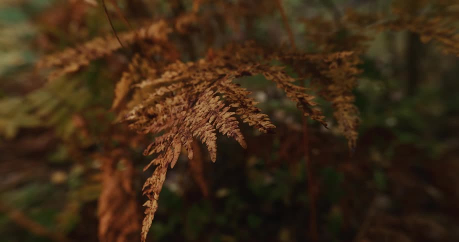 Sunlight shines on frons of a fern in the woods