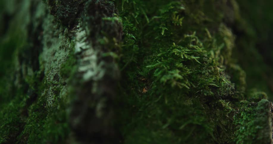 Light dims on bark of lichen and moss covered tree