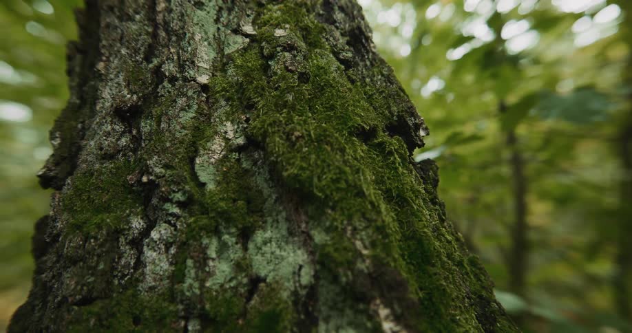 Moss grows on the bark of a tree trunk in the forest