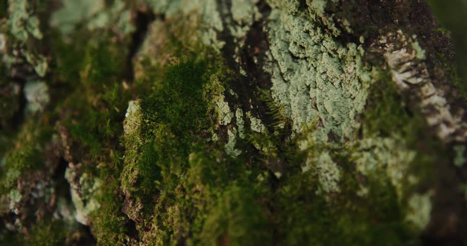 Closeup of tree bark