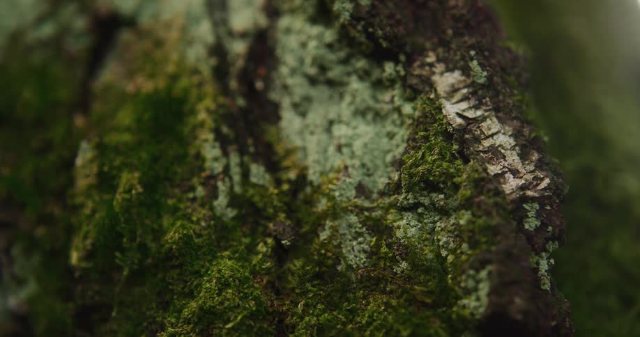 A patch of moss is shown growing on a tree or rock as certain parts blur one at a time