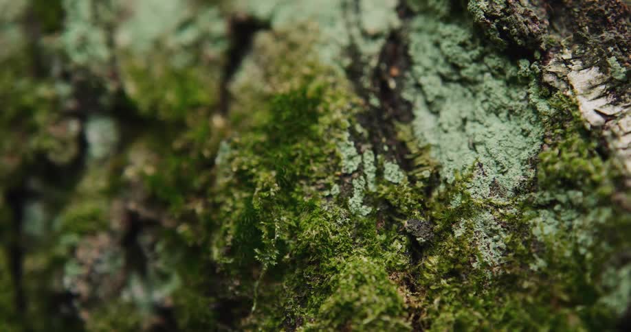The sun shines on moss growing on the bark of a tree trunk