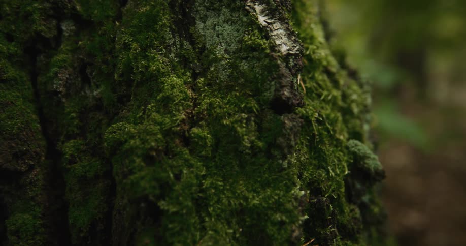 Sunlight shines on moss growing on the bark of a tree trunk in the woods